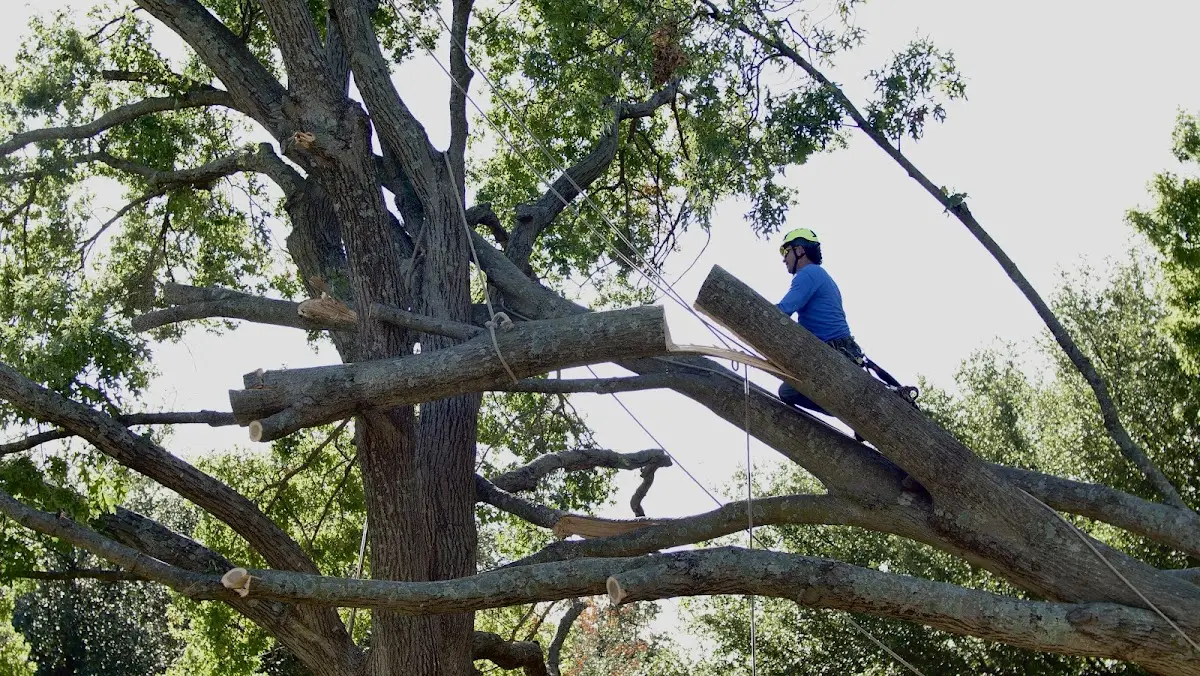 Professional Crown Thinning performed by certified arborists in Prince